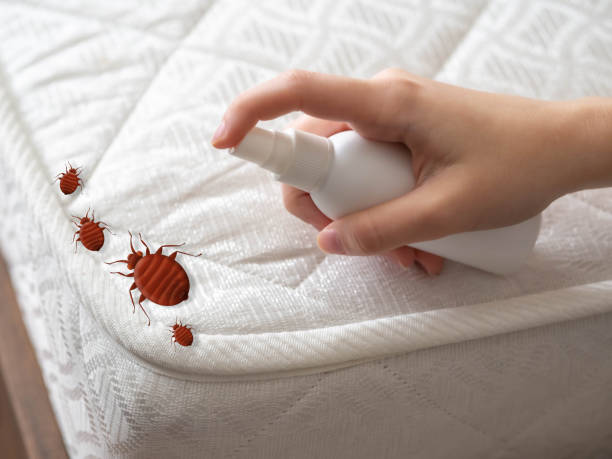 Best Affordable Pest Control Services  in Ladera Ranch, CA