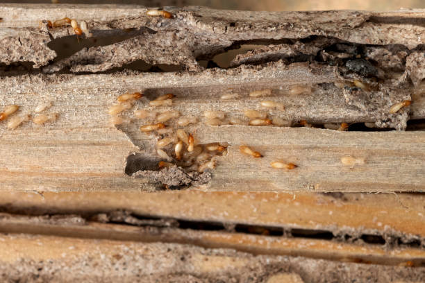 Best Bed Bug Extermination  in Ladera Ranch, CA